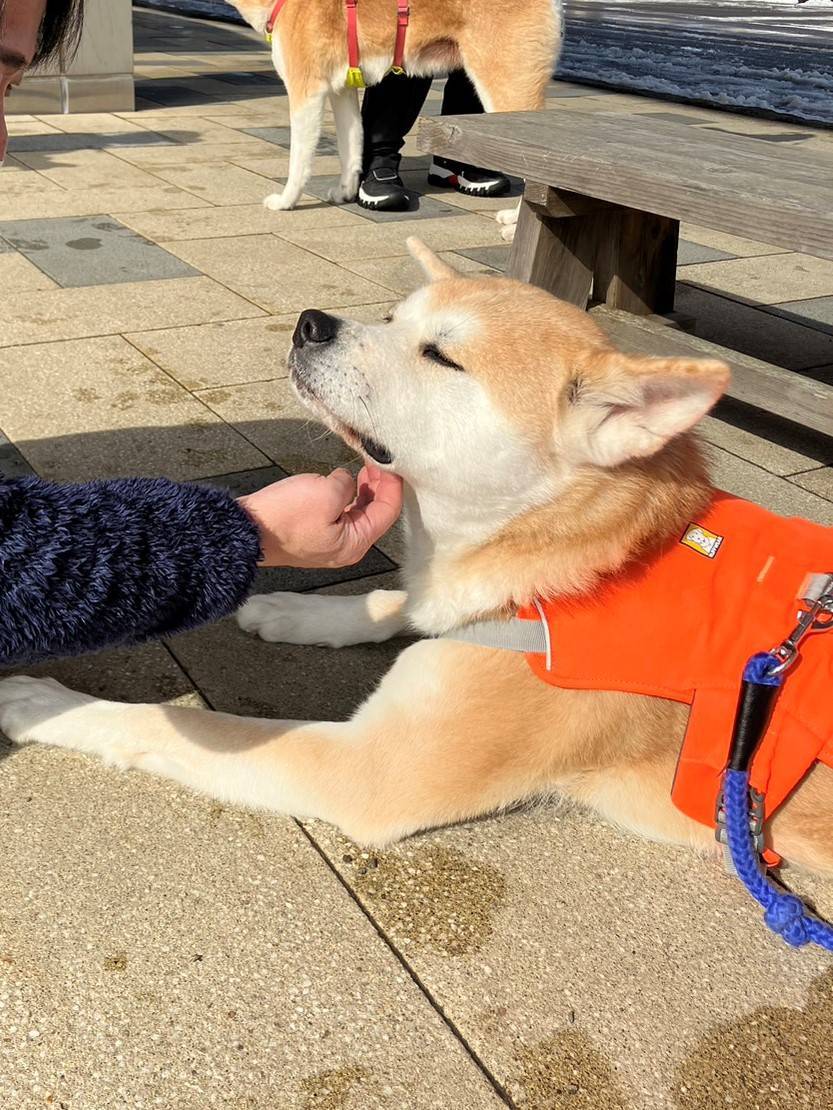 ✈大館能代空港✈🐶秋田犬のお出迎え🐕 AKBT 土崎港店のブログ 写真6