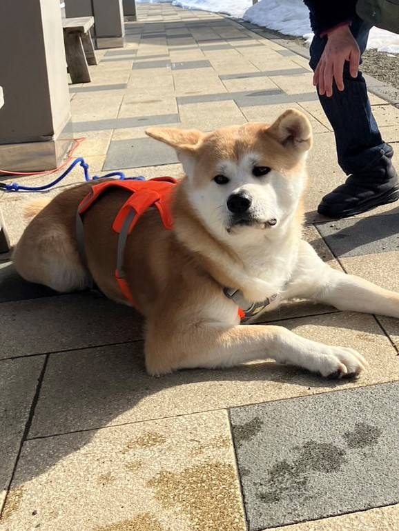 ✈大館能代空港✈🐶秋田犬のお出迎え🐕 AKBT 土崎港店のブログ 写真4