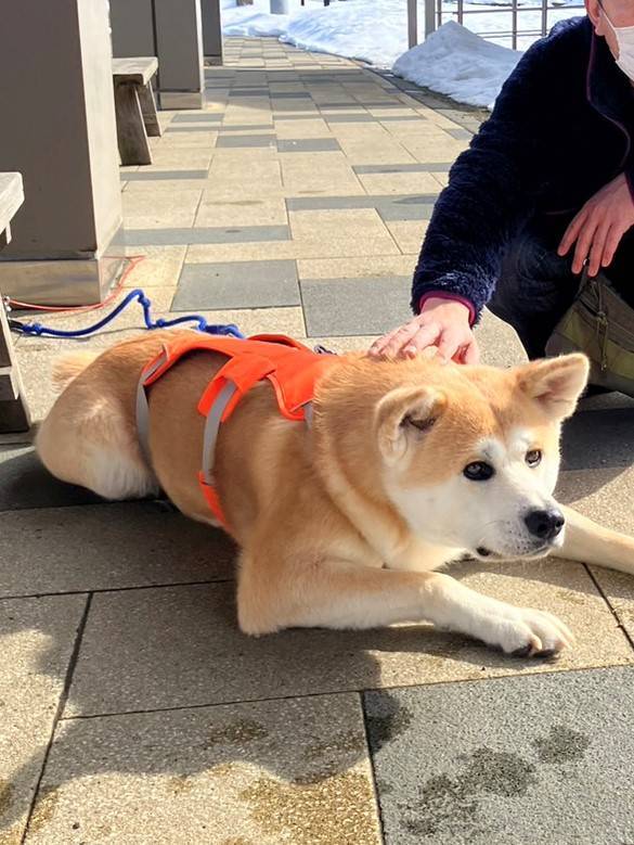 ✈大館能代空港✈🐶秋田犬のお出迎え🐕 AKBT 土崎港店のブログ 写真5