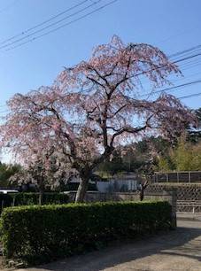 我が家の庭🌸満開 AKBT 土崎港店のブログ 写真10