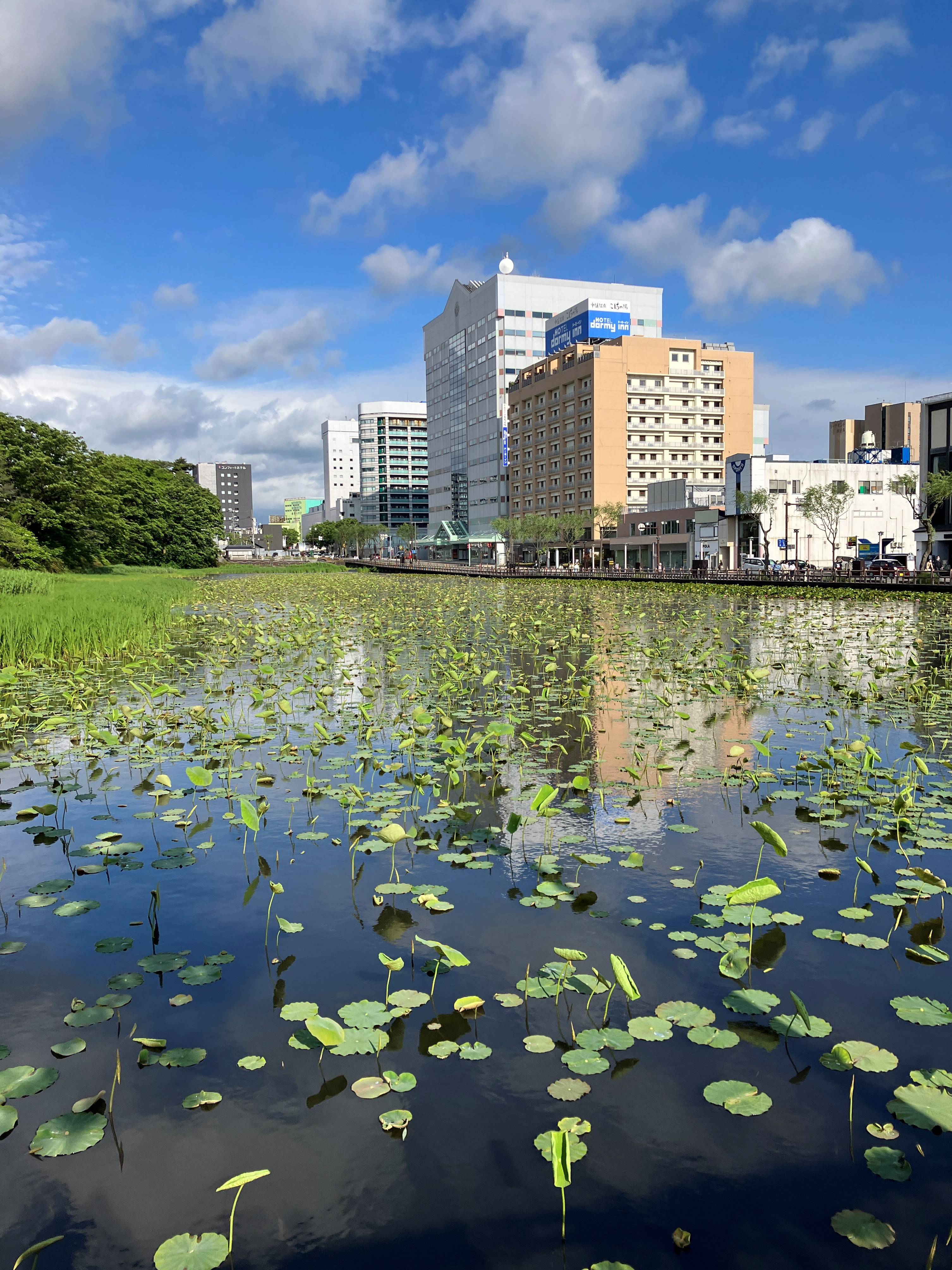 AKBT土崎港店 【観察日記】ハスの花 AKBT 土崎港店のブログ 写真2