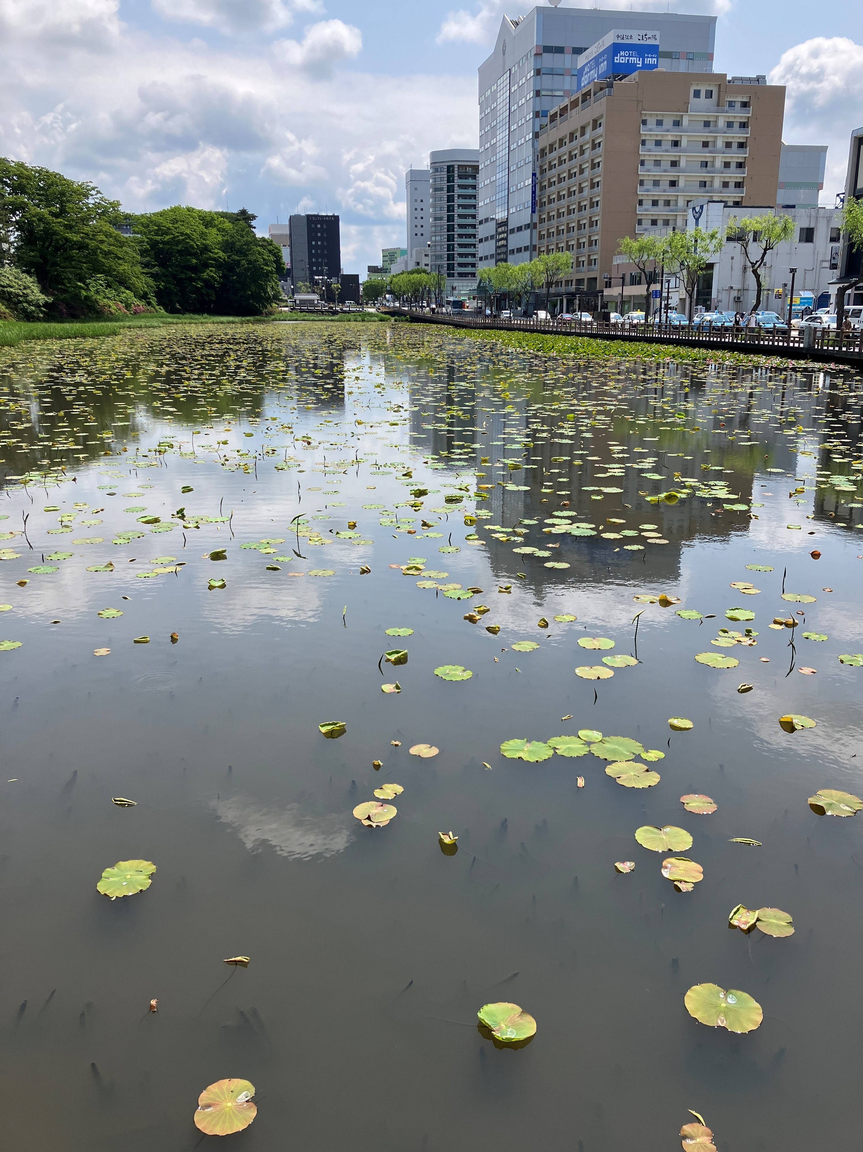 AKBT土崎港店 【観察日記】ハスの花 AKBT 土崎港店のブログ 写真1