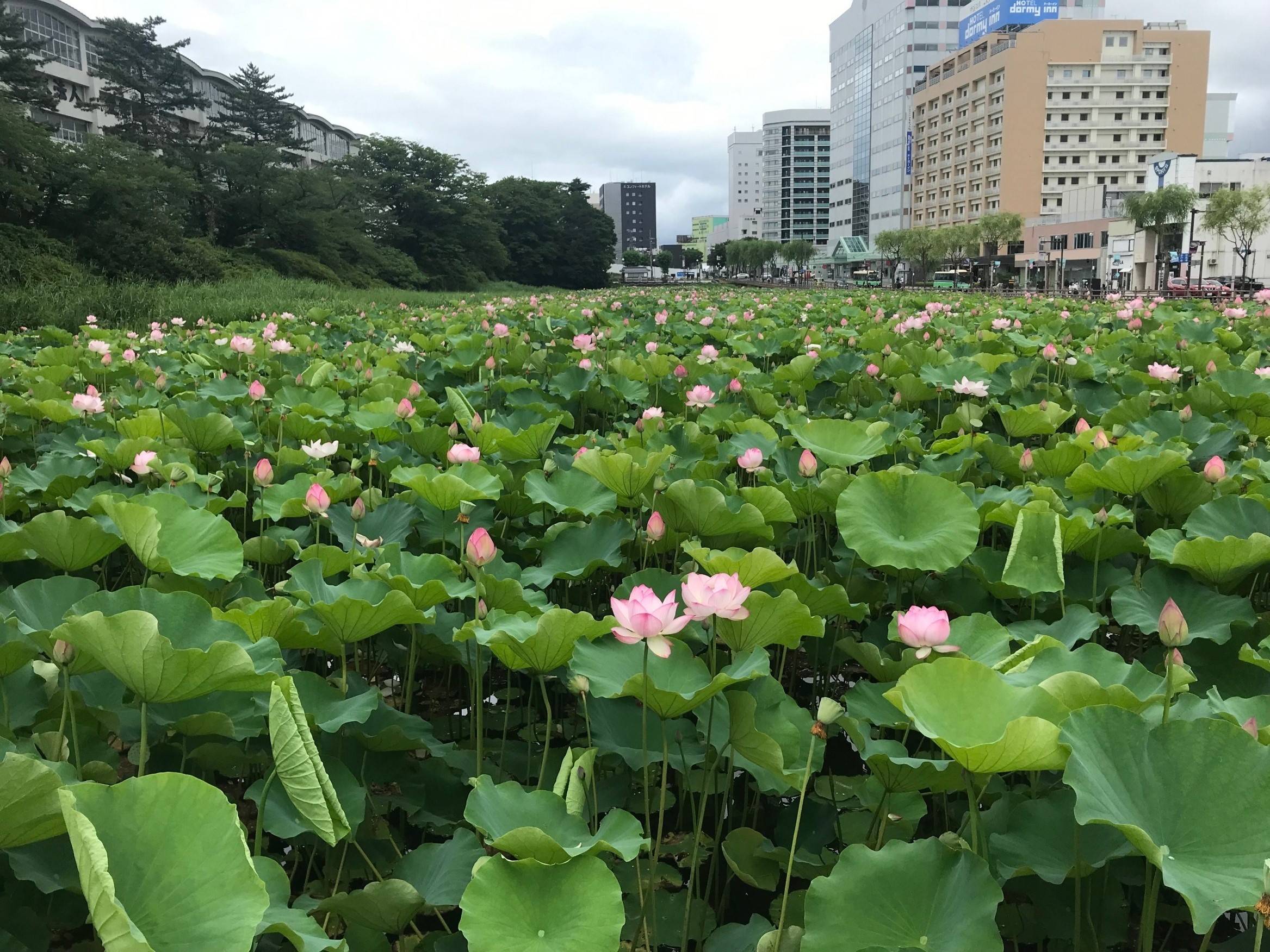 AKBT土崎港店 【観察日記】ハスの花 AKBT 土崎港店のブログ 写真3