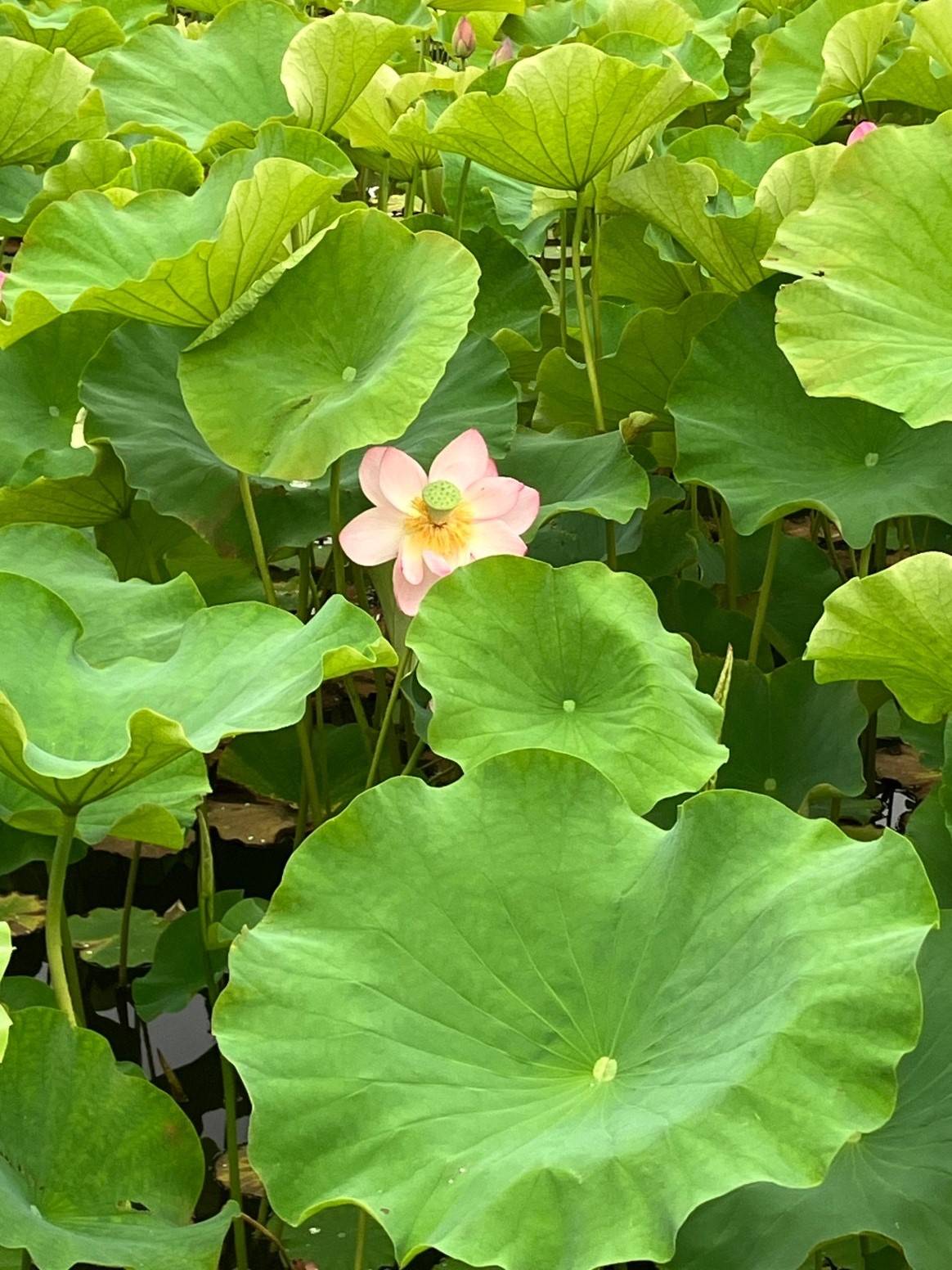 AKBT土崎港店【観察日記】ハスの花 AKBT 土崎港店のブログ 写真4