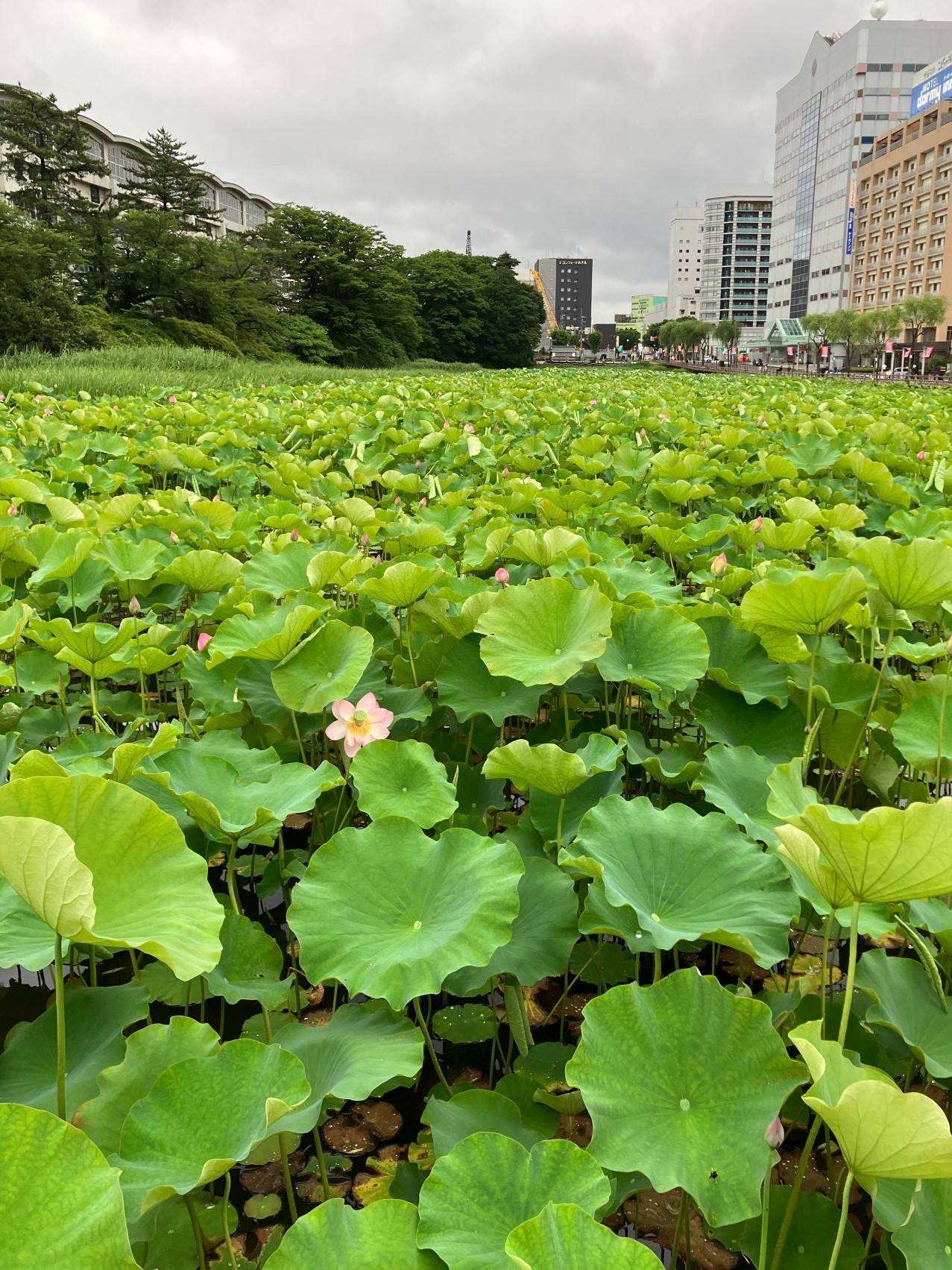 AKBT土崎港店【観察日記】ハスの花 AKBT 土崎港店のブログ 写真2