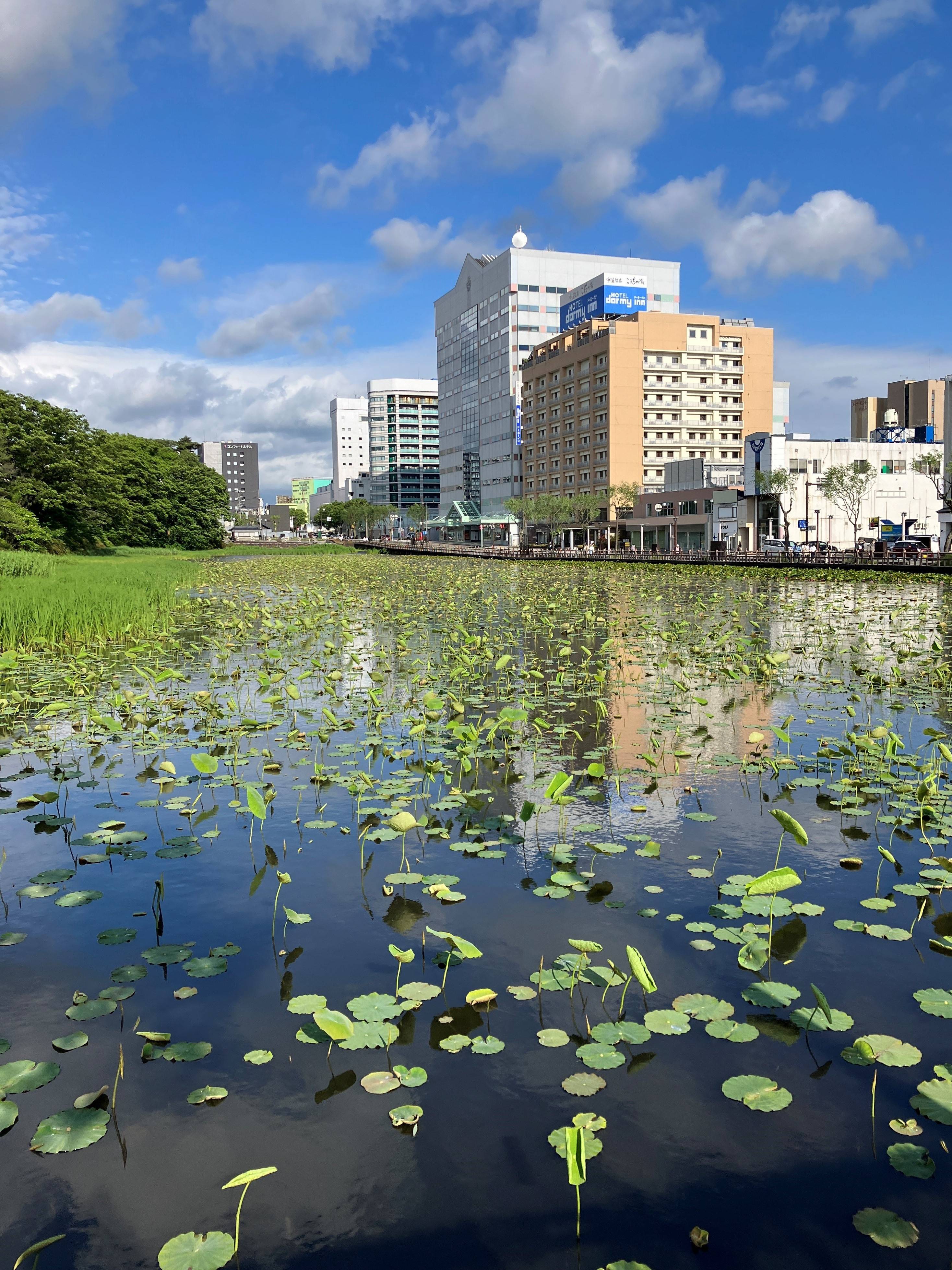 AKBT土崎港店【観察日記】ハスの花 AKBT 土崎港店のブログ 写真1