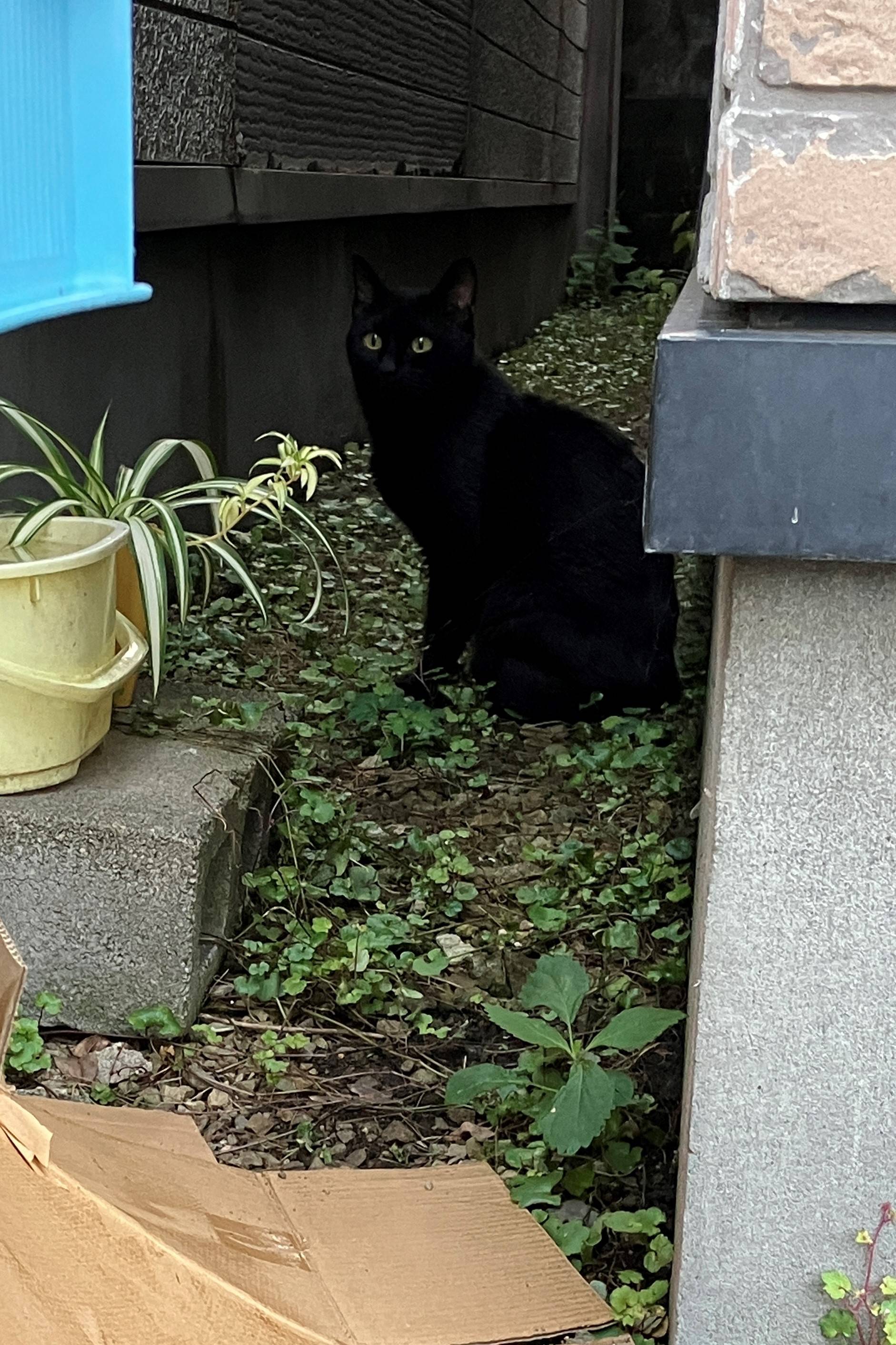 AKBT土崎港店【猫ブログ】🐈 AKBT 土崎港店のブログ 写真3