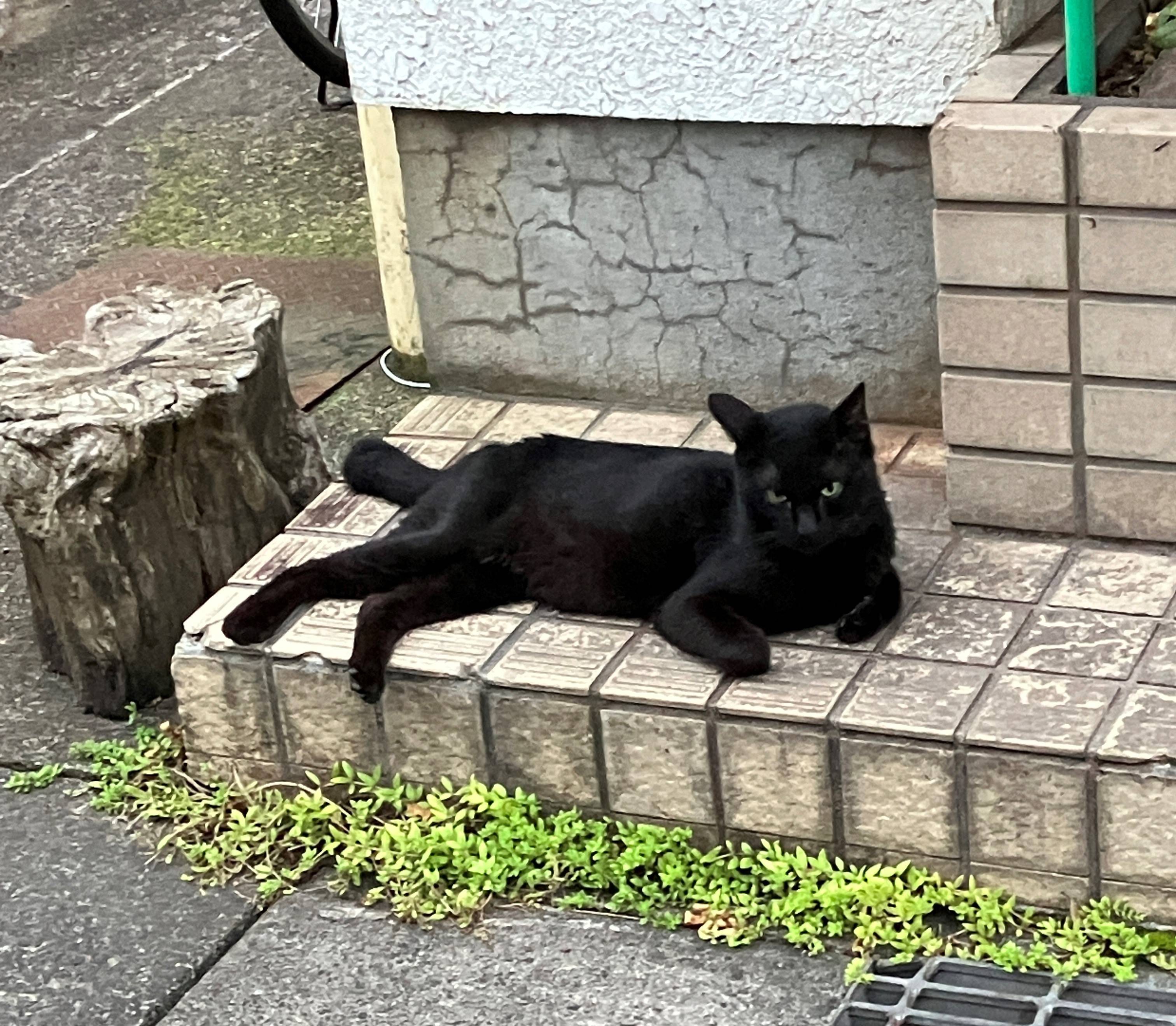 AKBT土崎港店【猫ブログ】🐈 AKBT 土崎港店のブログ 写真2