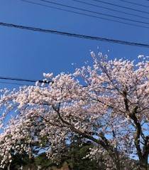 我が家の庭🌸満開 AKBT 土崎港店のブログ 写真11