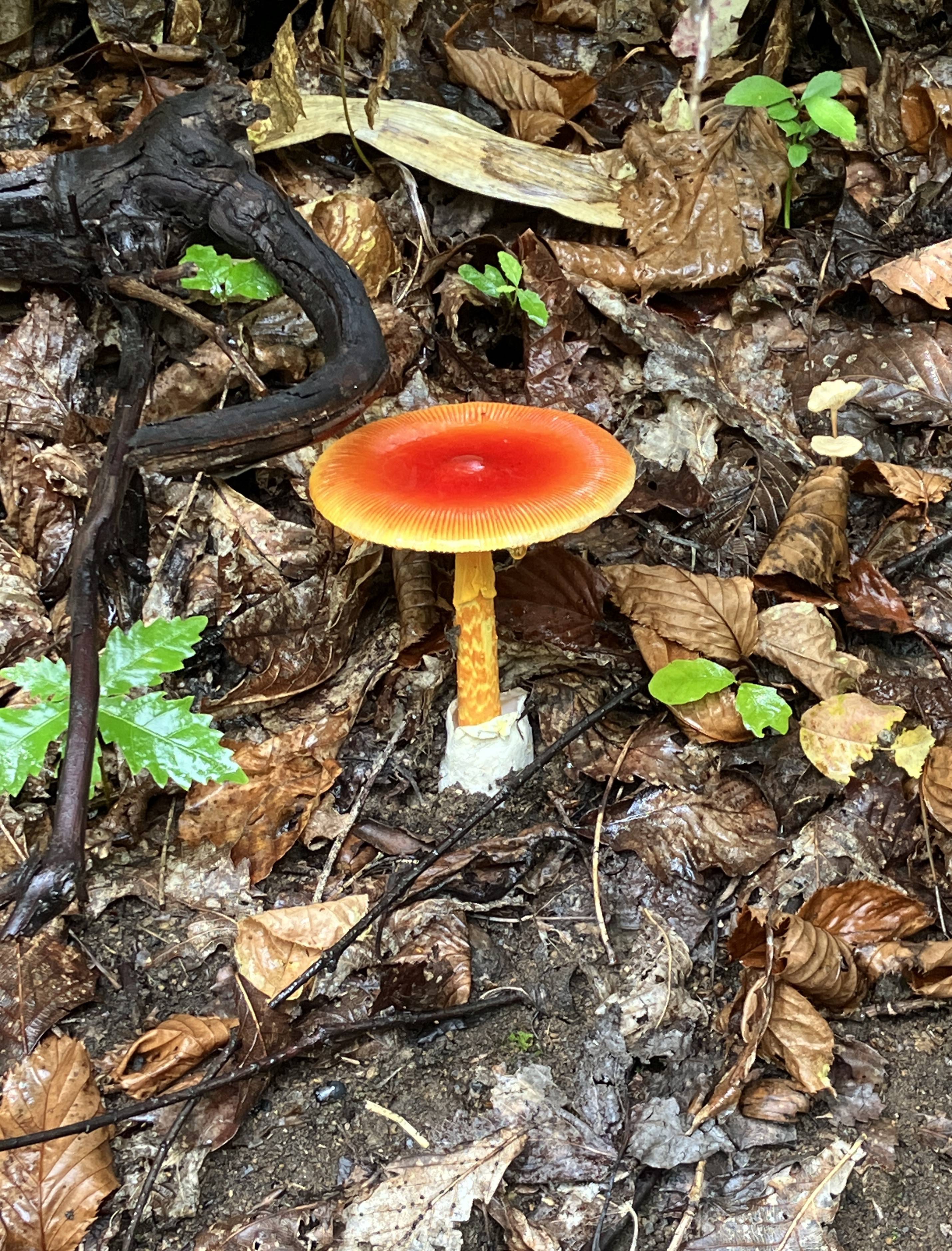 AKBT土崎港店【キノコ ブログ】タマゴタケ🍄 AKBT 土崎港店のブログ 写真2