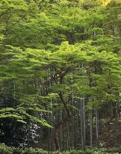 世界遺産『中尊寺』 AKBT 土崎港店のブログ 写真6