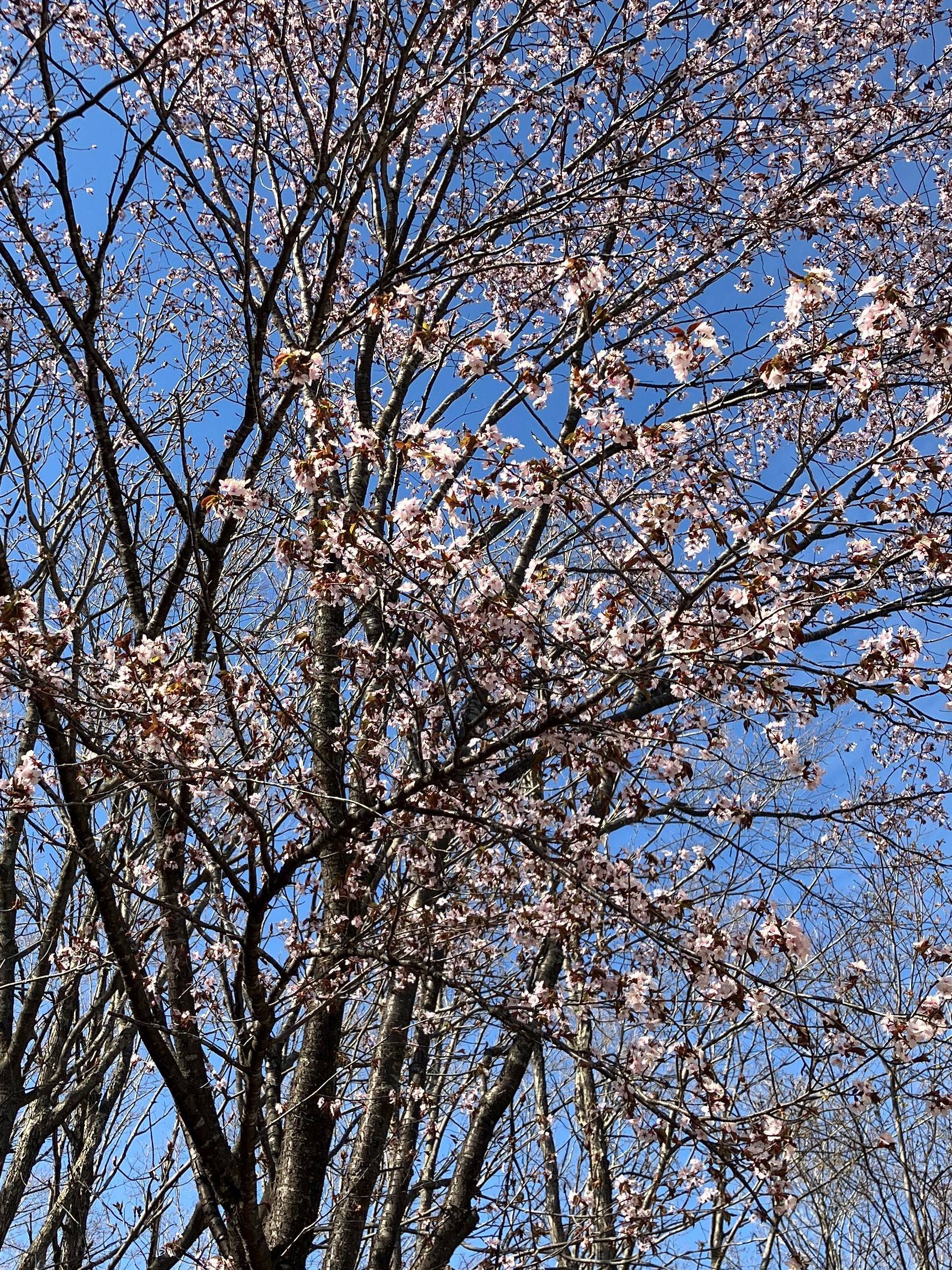 🌸今年、最後の桜の便り🌸 AKBT 土崎港店のブログ 写真2