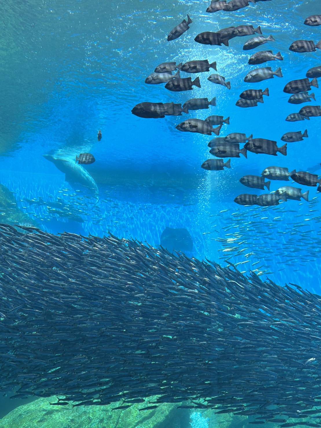 仙台のうみの杜に行ってきました🐧🐟🐧🐟 AKBT 土崎港店のブログ 写真1