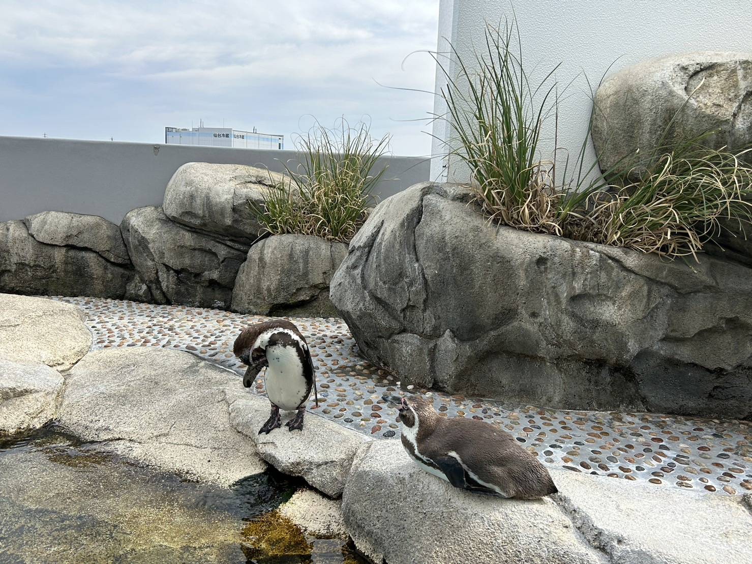 仙台のうみの杜に行ってきました🐧🐟🐧🐟 AKBT 土崎港店のブログ 写真5