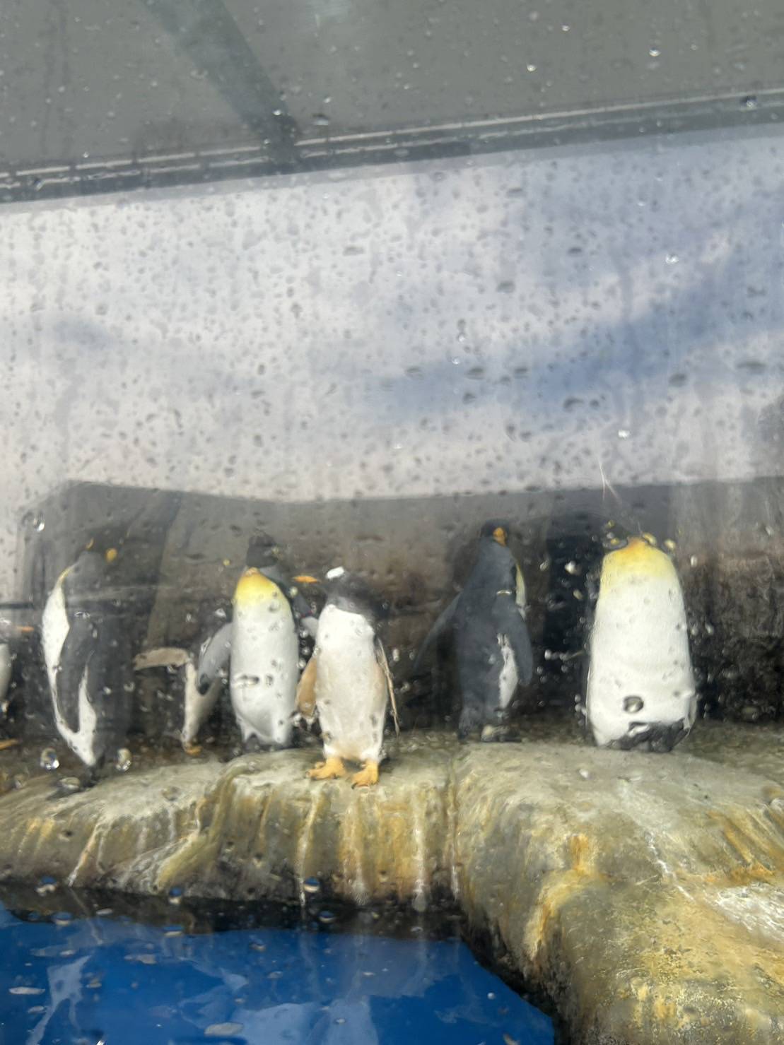 仙台のうみの杜に行ってきました🐧🐟🐧🐟 AKBT 土崎港店のブログ 写真4