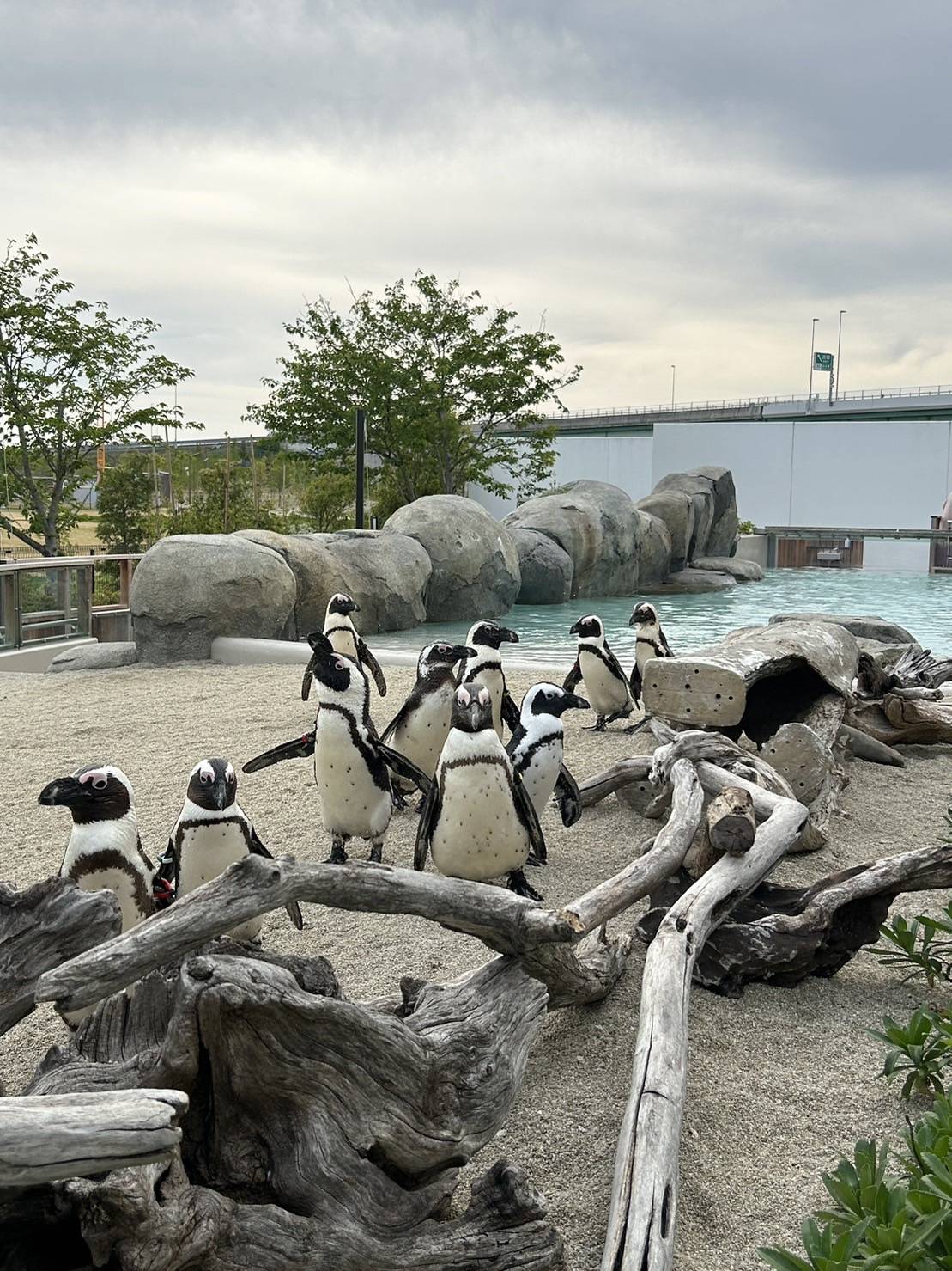 仙台のうみの杜に行ってきました🐧🐟🐧🐟 AKBT 土崎港店のブログ 写真6