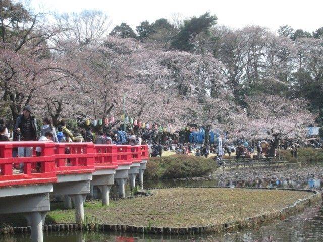 お花見日和🌸 コーホクトーヨー住器のブログ 写真1