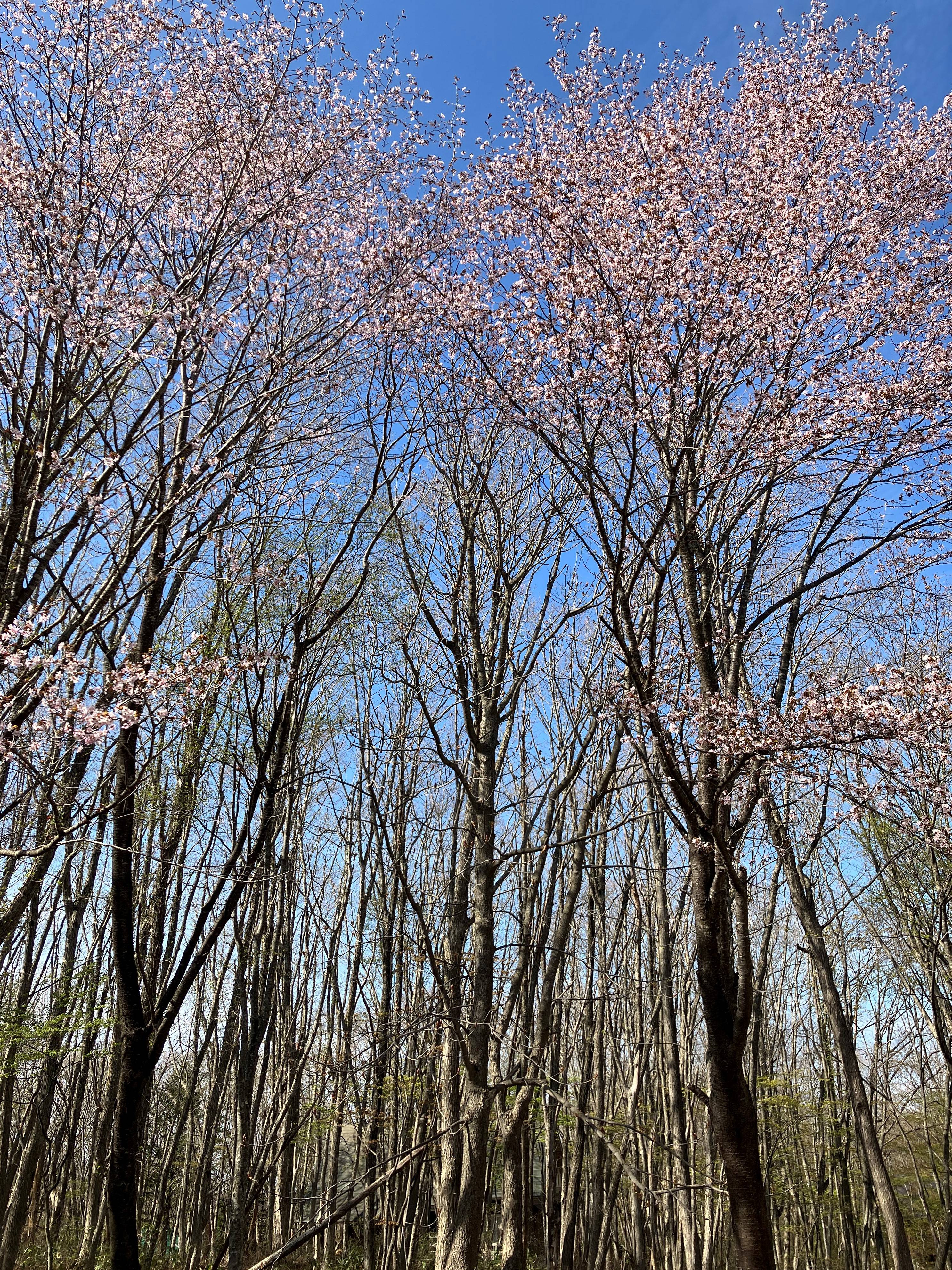 🌸今年、最後の桜の便り🌸 AKBT 土崎港店のブログ 写真3