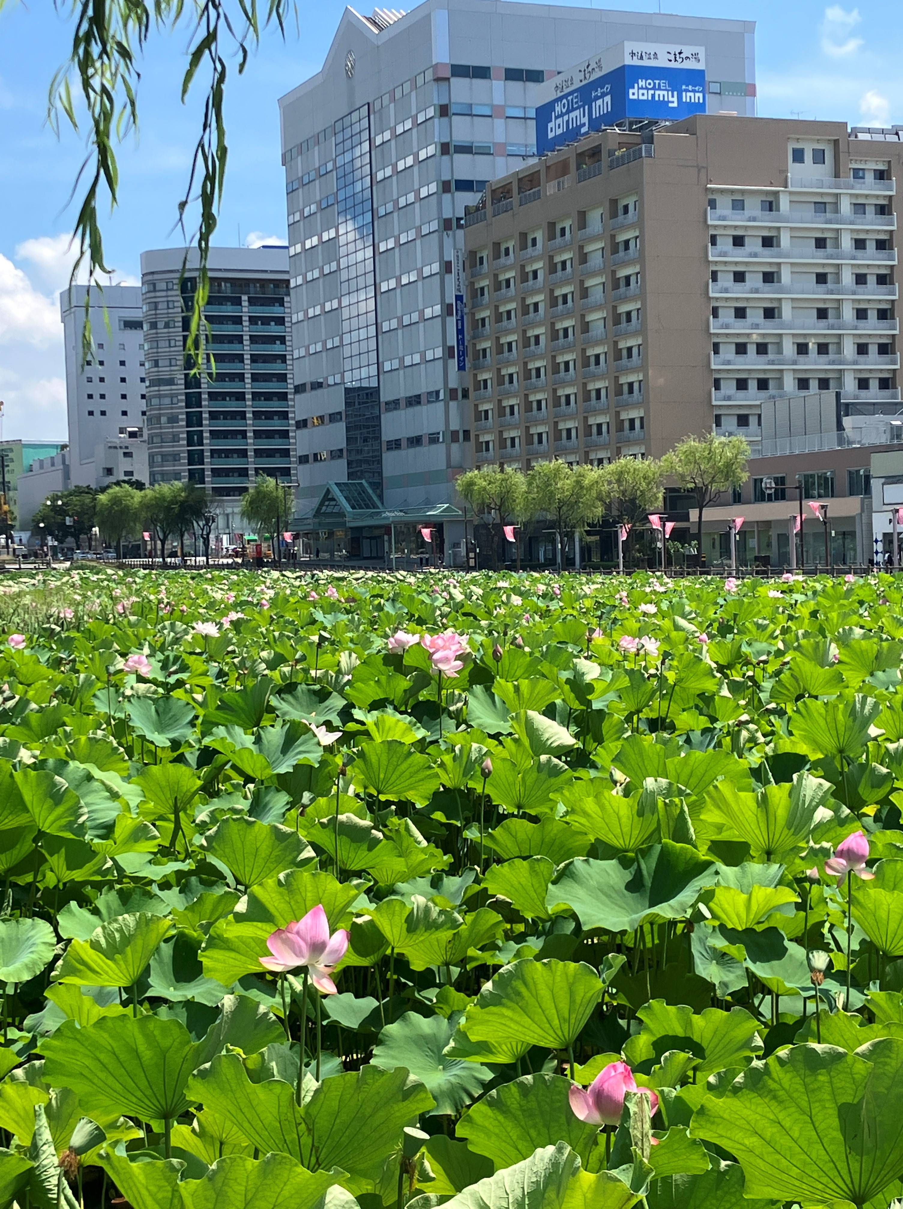 AKBT土崎港店【観察日記】ハスの花 AKBT 土崎港店のブログ 写真1