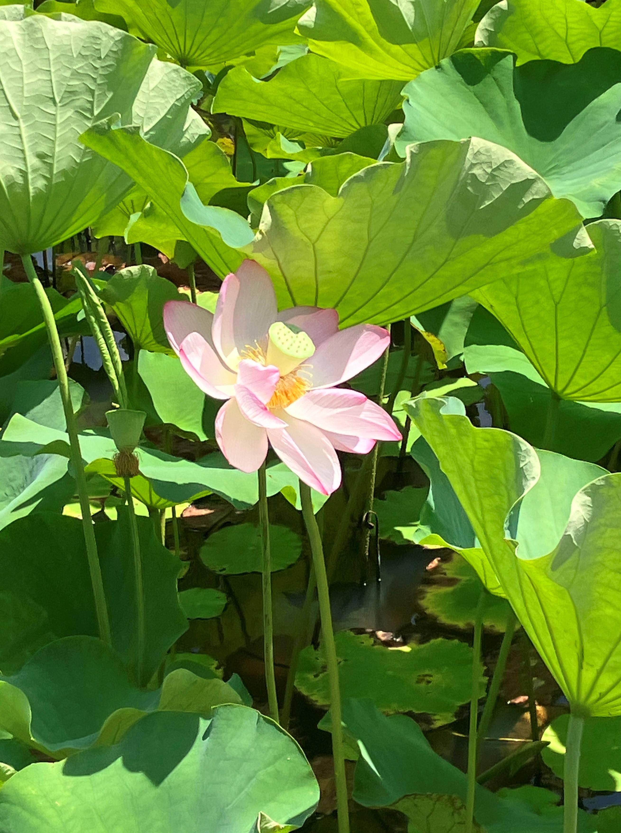 AKBT土崎港店【観察日記】ハスの花 AKBT 土崎港店のブログ 写真2