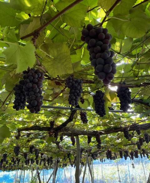 ぶどう狩り🍇 AKBT 土崎港店のブログ 写真1