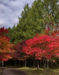 🍂紅葉狩り🍁 AKBT 土崎港店のブログ 写真2