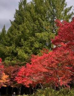 🍂紅葉狩り🍁 AKBT 土崎港店のブログ 写真3