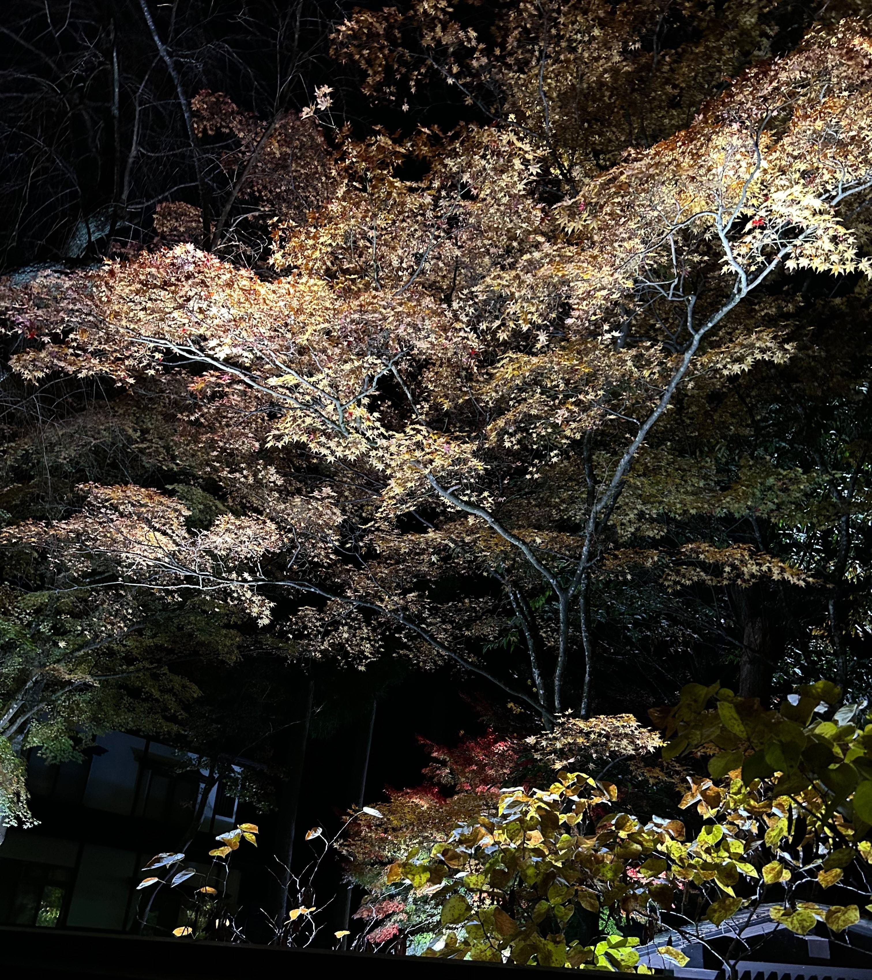 🍂紅葉狩り🍁 AKBT 土崎港店のブログ 写真3