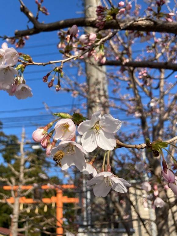 毎年癒されます（＾＾） おさだガラスのブログ 写真4