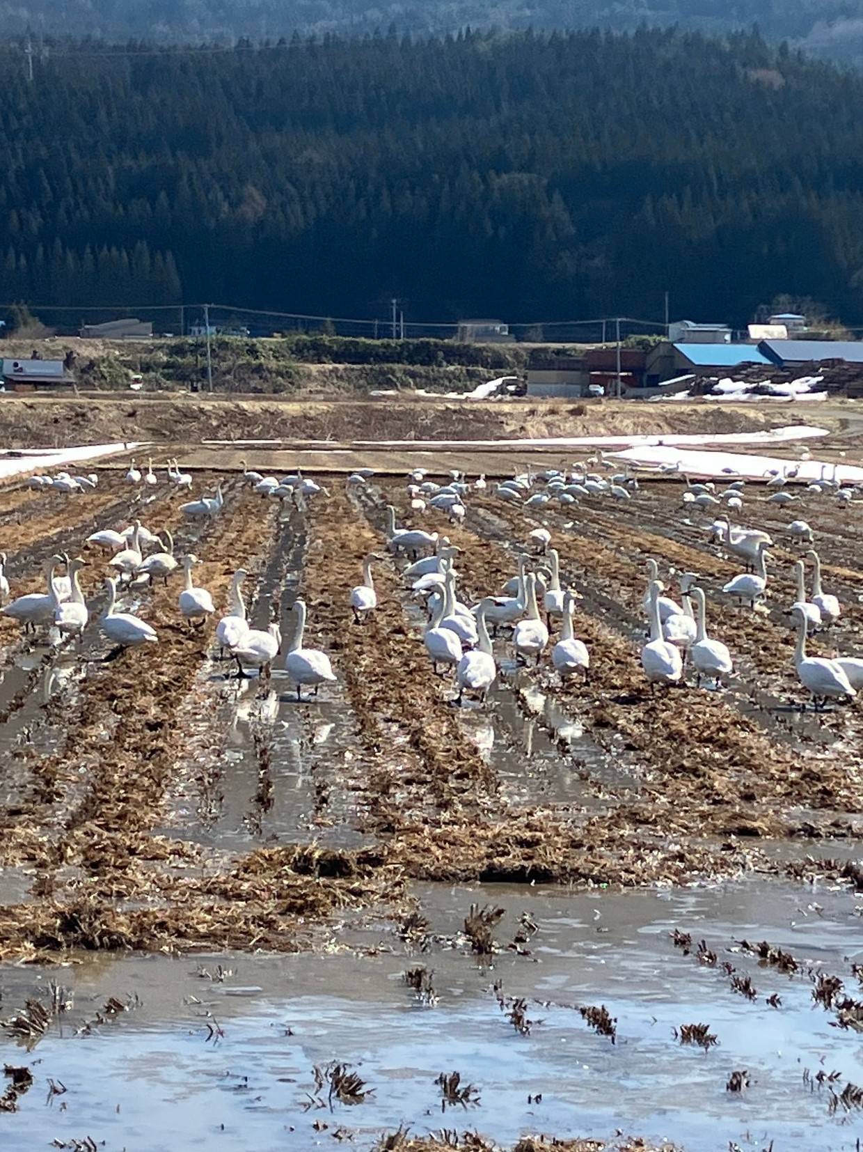 白鳥の群れを発見🦢 AKBT 土崎港店のブログ 写真2