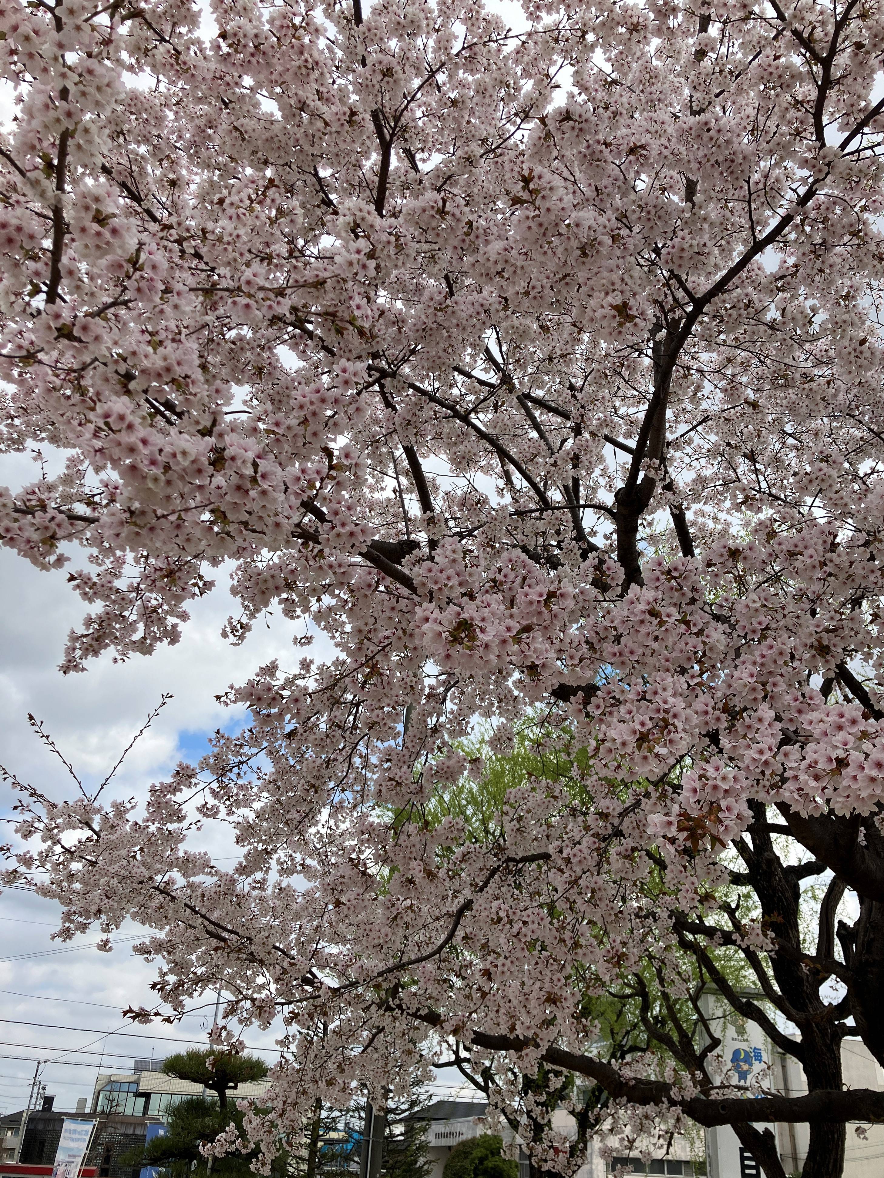 🌸サクラの便り🌸 AKBT 土崎港店のブログ 写真2