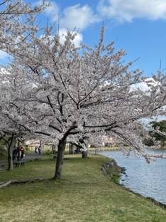 🌸桜🌸 AKBT 土崎港店のブログ 写真2