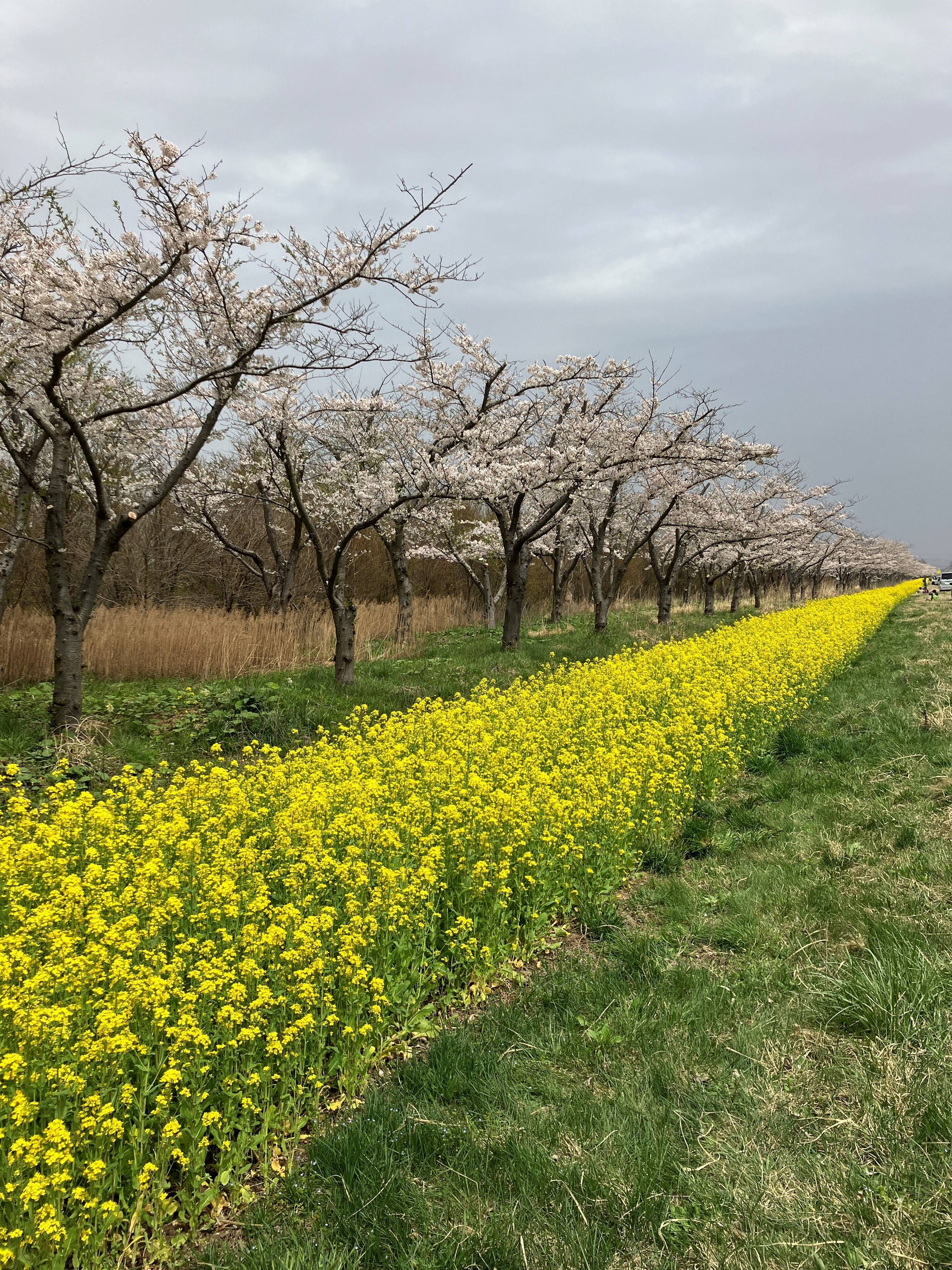 🌸サクラ🌸菜の花ロード AKBT 土崎港店のブログ 写真1