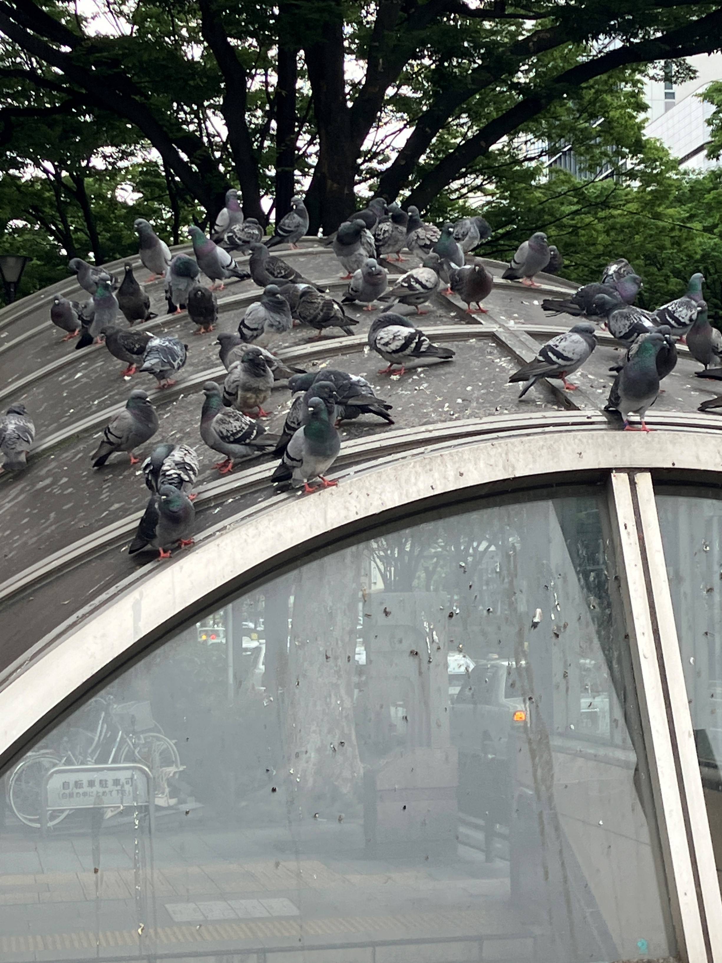 AKBT土崎港店【鳥ブログ】ドバト🕊 AKBT 土崎港店のブログ 写真2