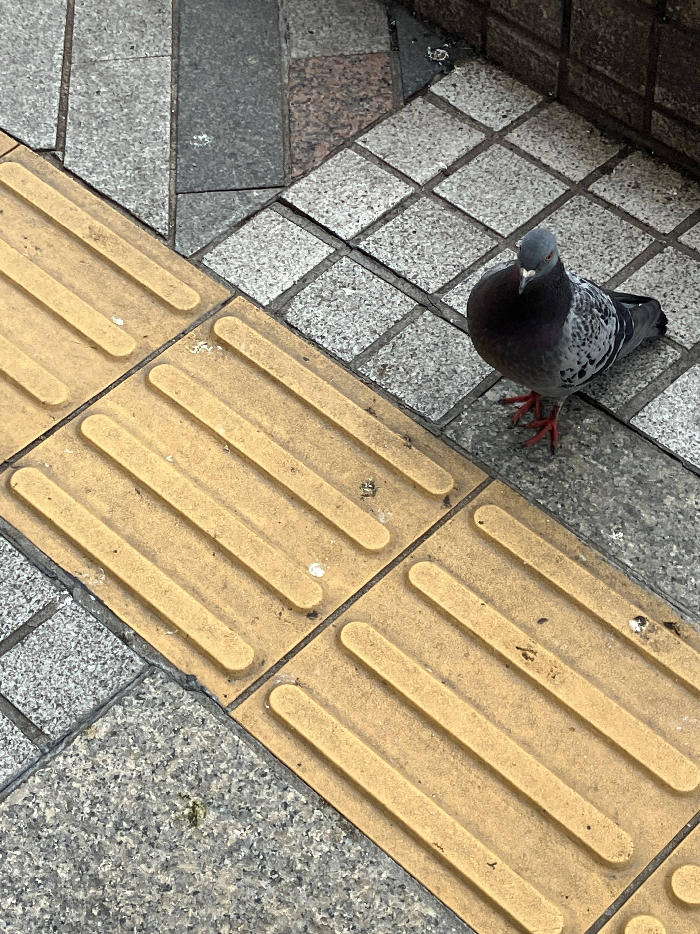 AKBT土崎港店【鳥ブログ】ドバト🕊 AKBT 土崎港店のブログ 写真1