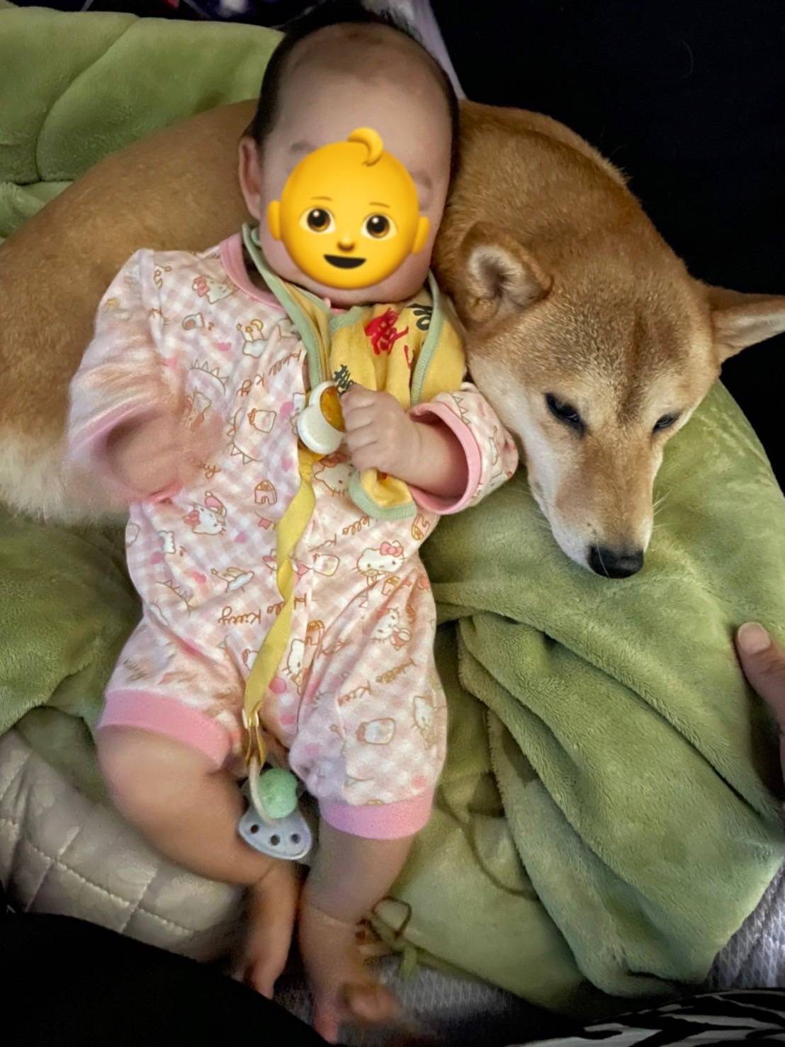 実家のワンちゃんたち エコプロのブログ 写真2