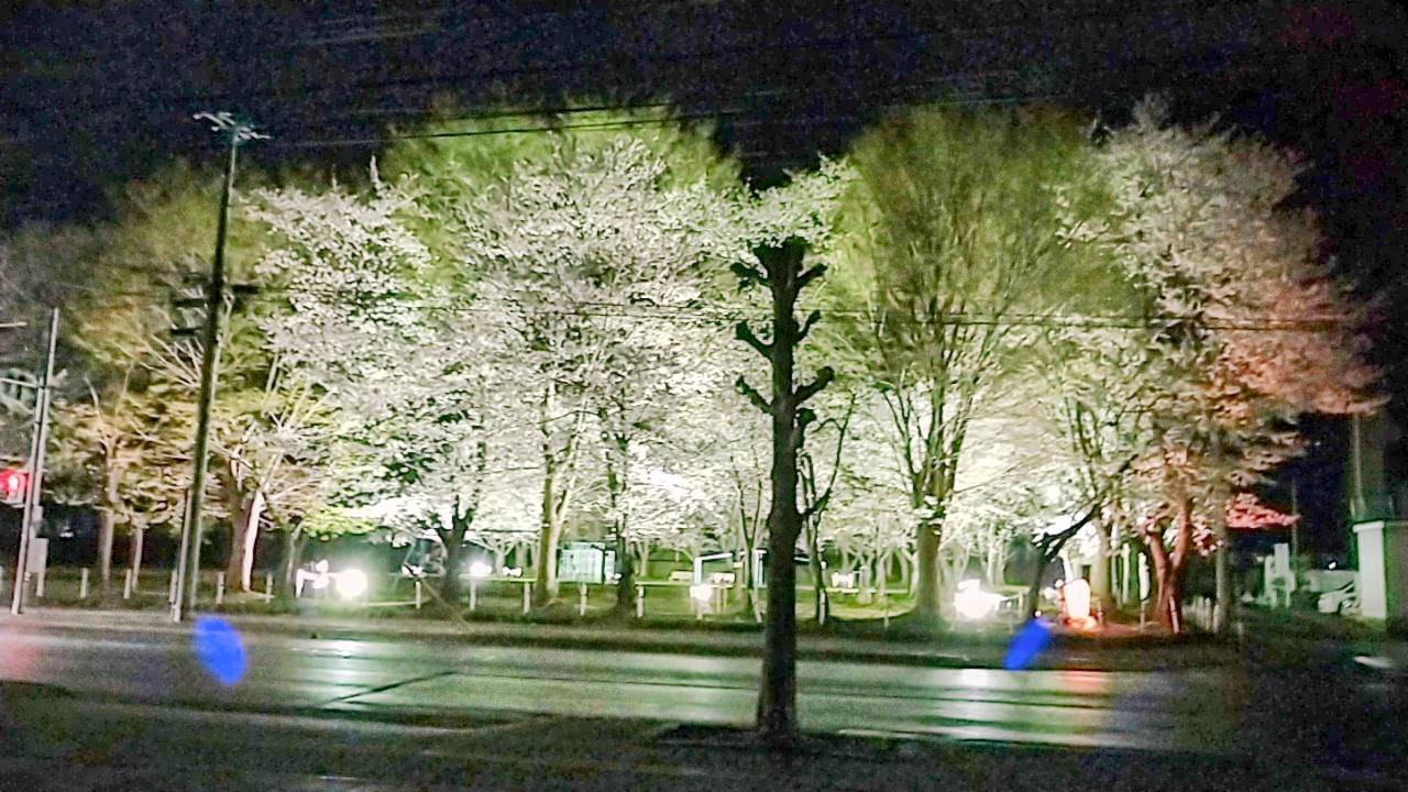 咲きました！春がきた！北村公園！ 大木建装硝子のブログ 写真6