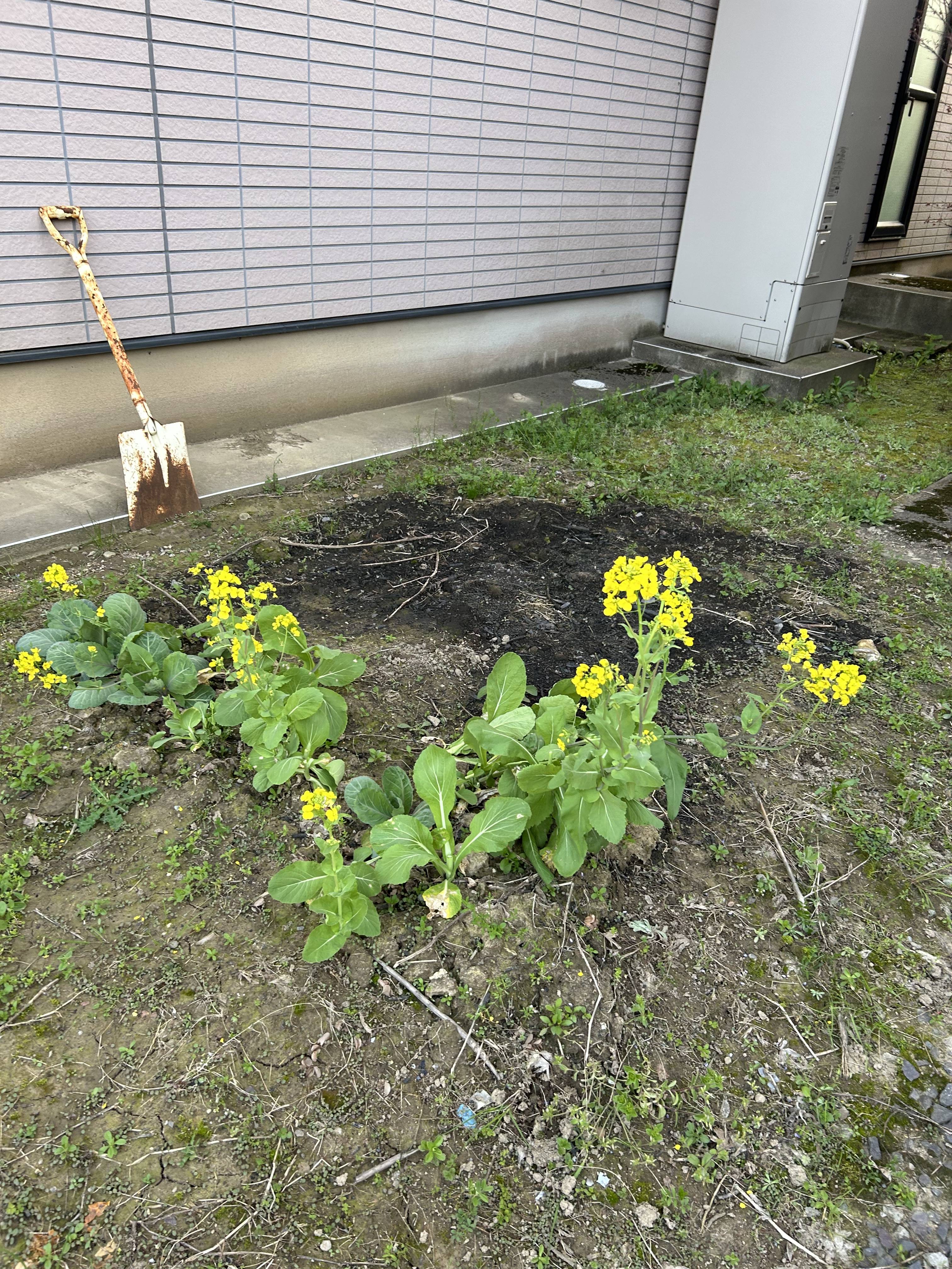 春はあけぼの ミヤザキトーヨー住器のブログ 写真1