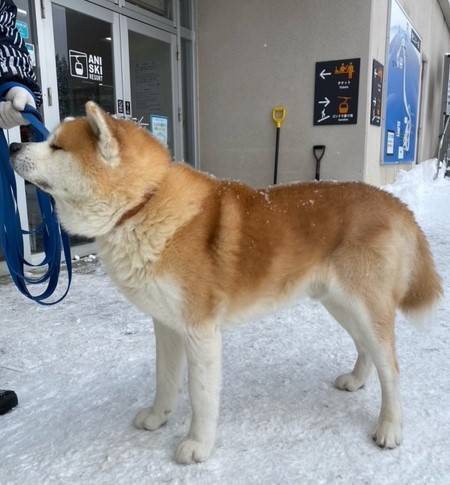 日本三大樹氷🌲❅【森吉山】 AKBT 土崎港店のブログ 写真1