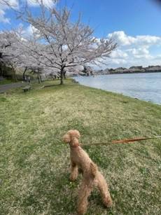 🌸桜🌸 AKBT 土崎港店のブログ 写真3