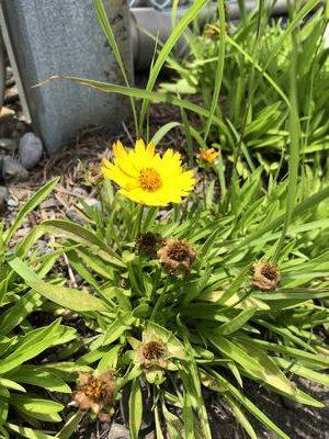 今日は晴れ☀ 四万十 サワチカのブログ 写真1