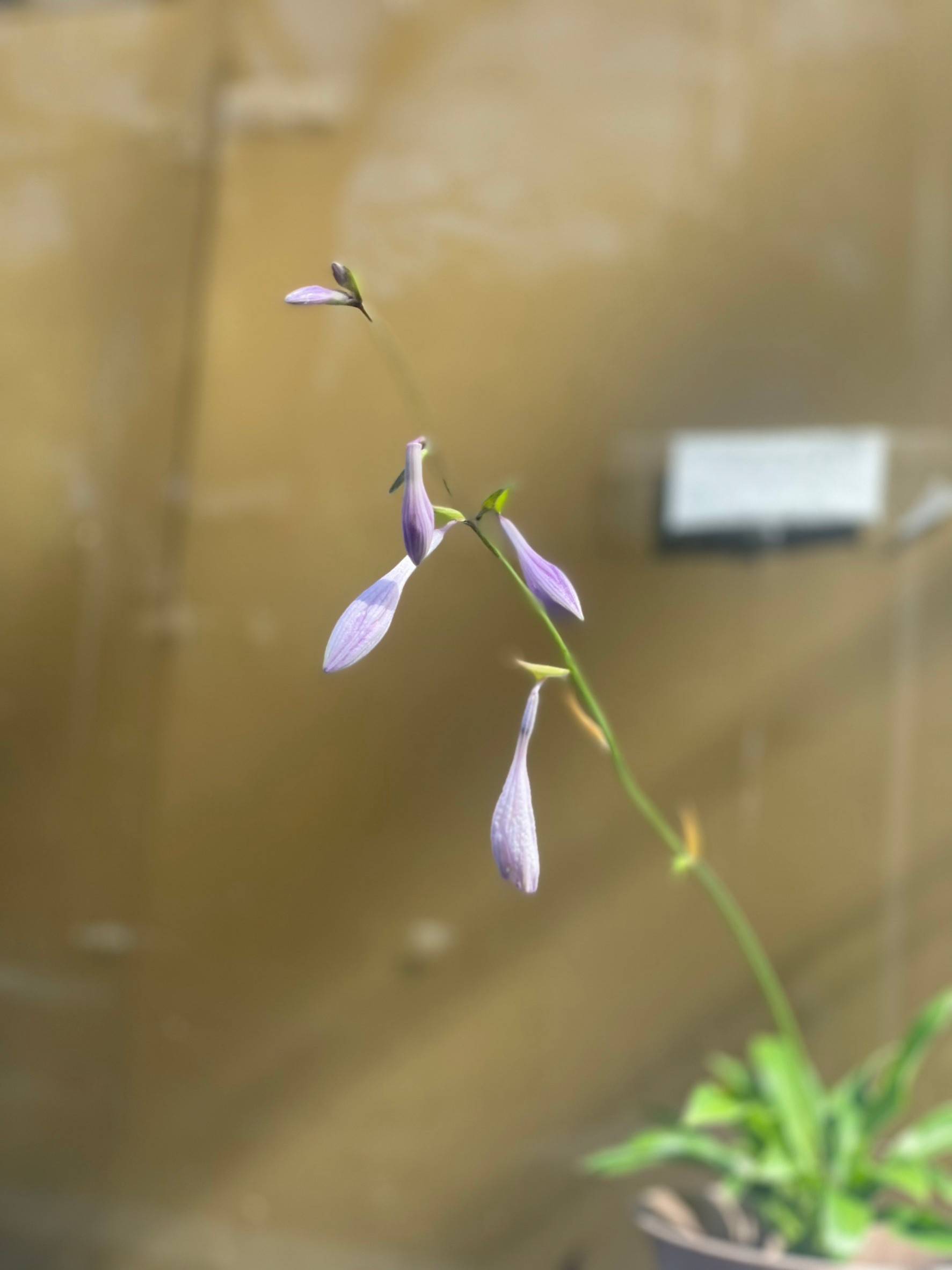 パートナー鷹取店＊植物＊ パートナー鷹取店のブログ 写真1