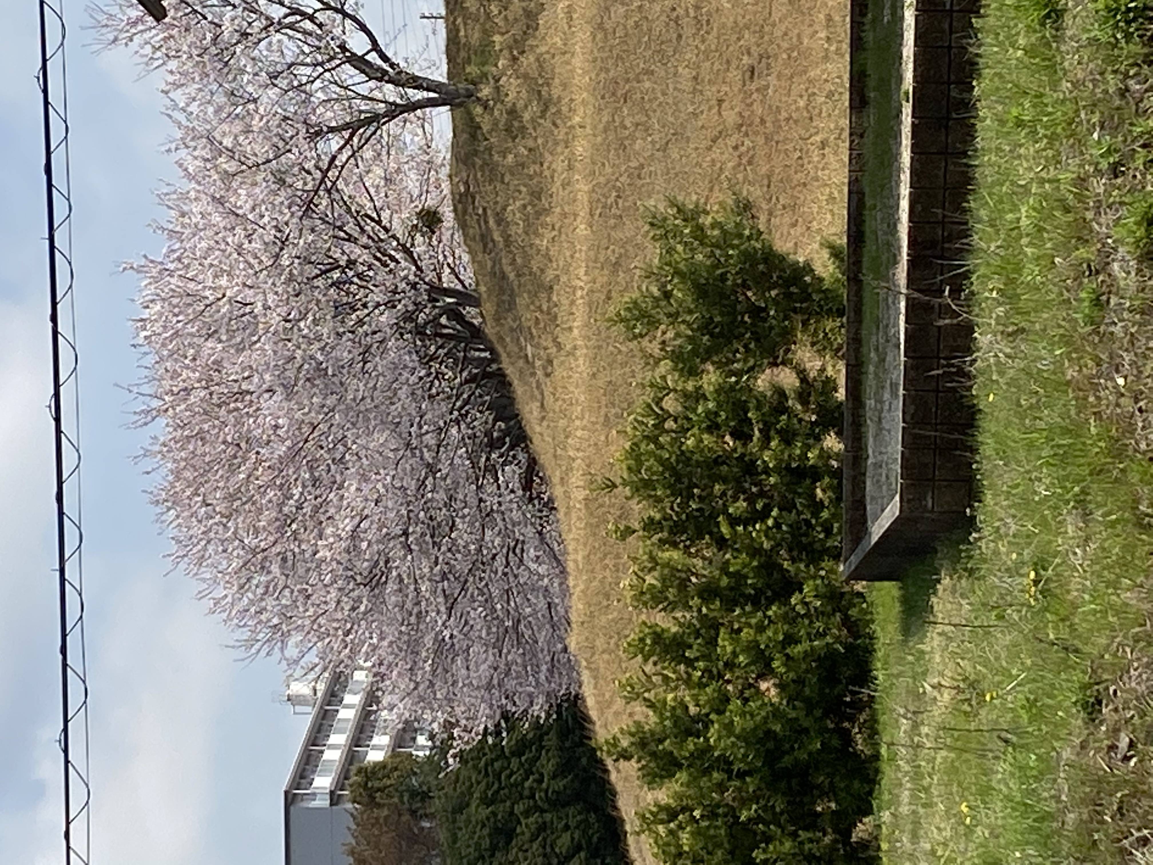 桜が満開ですね🌸 MITSUWA 西尾のブログ 写真1