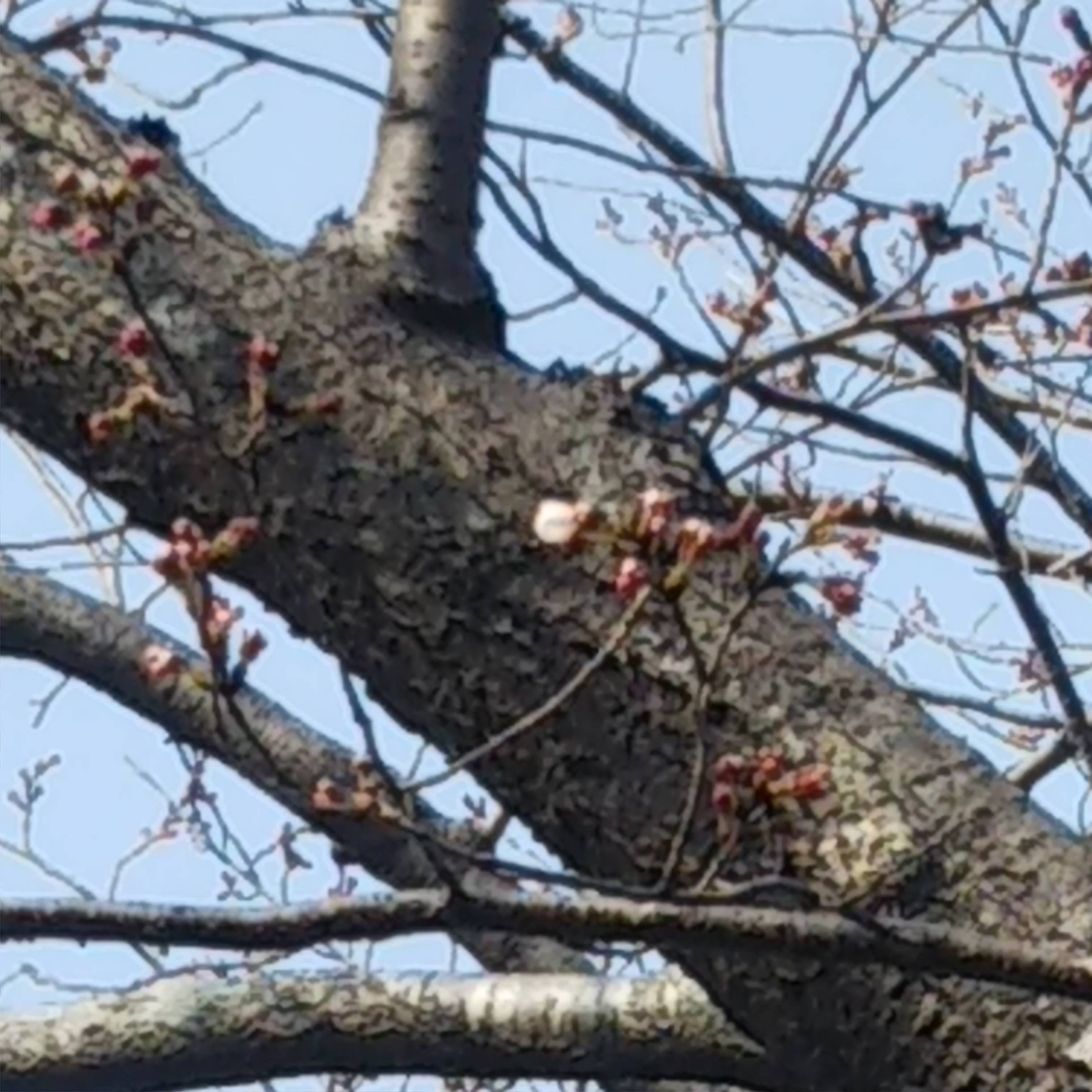 桜咲く 丸光トーヨーのブログ 写真1