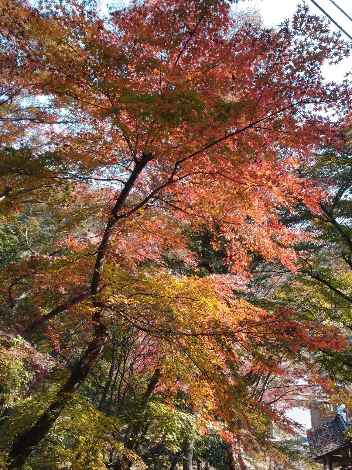 秋も深まってきました 西幸のブログ 写真3