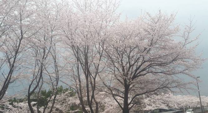 桜も寒そうです 西幸のブログ 写真1