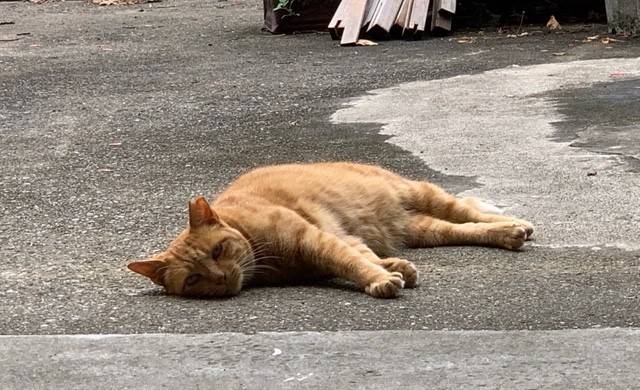 7月15日（土） 花光リフォームのブログ 写真4