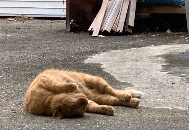 7月15日（土） 花光リフォームのブログ 写真3