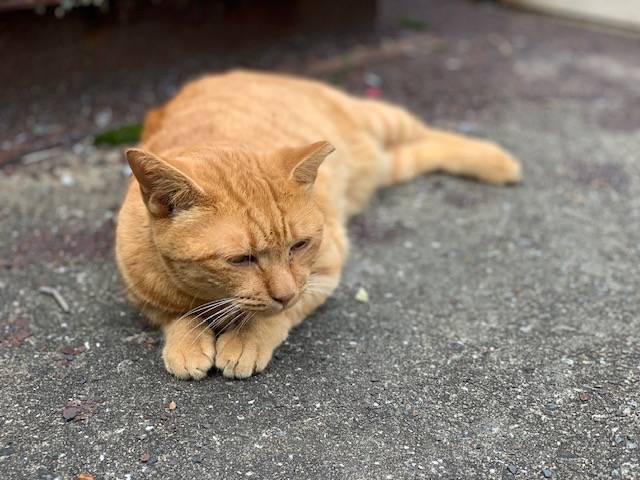 10月3日（火） 花光リフォームのブログ 写真1