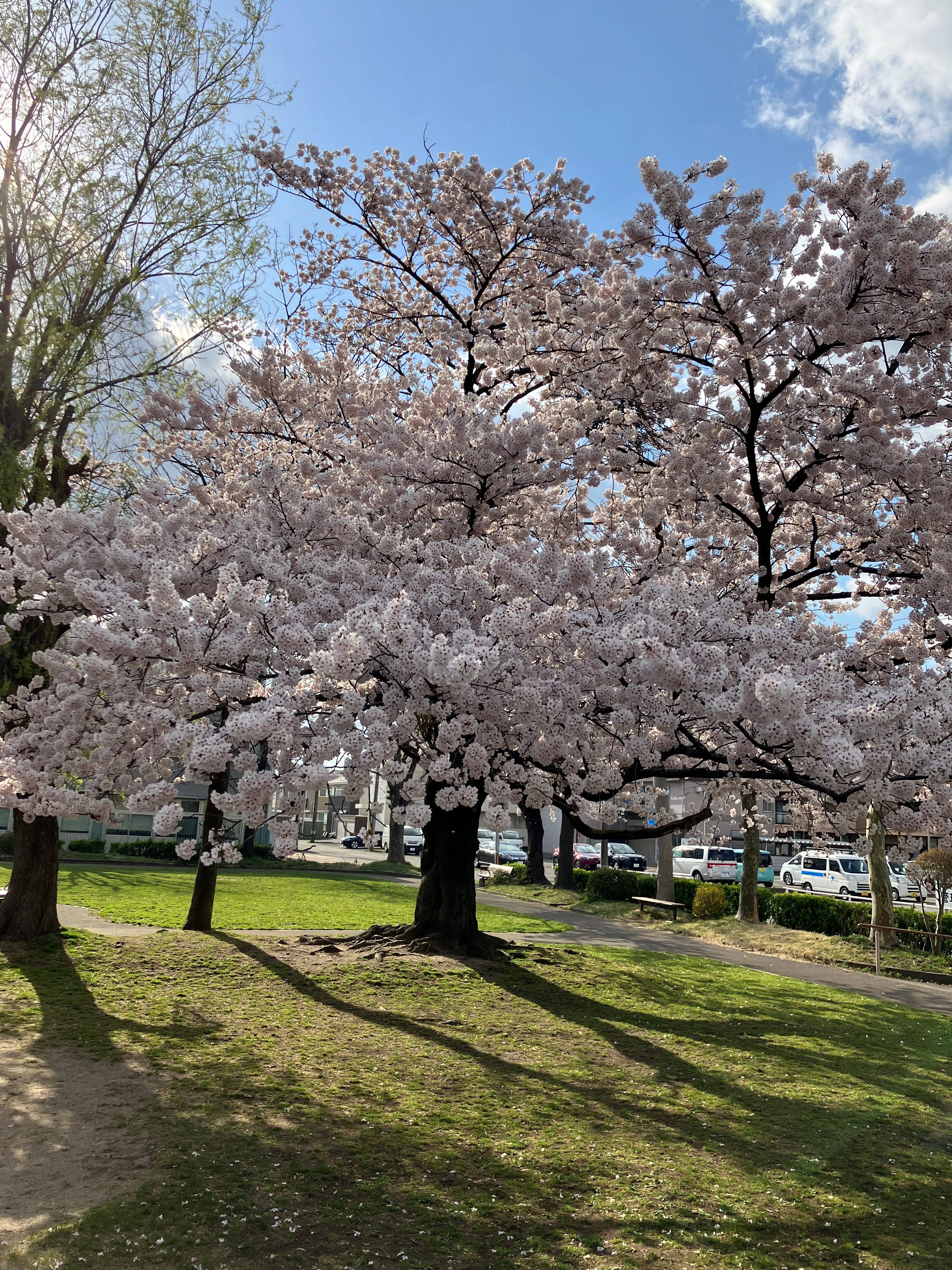 🌸サクラの便り②🌸 AKBT 土崎港店のブログ 写真2